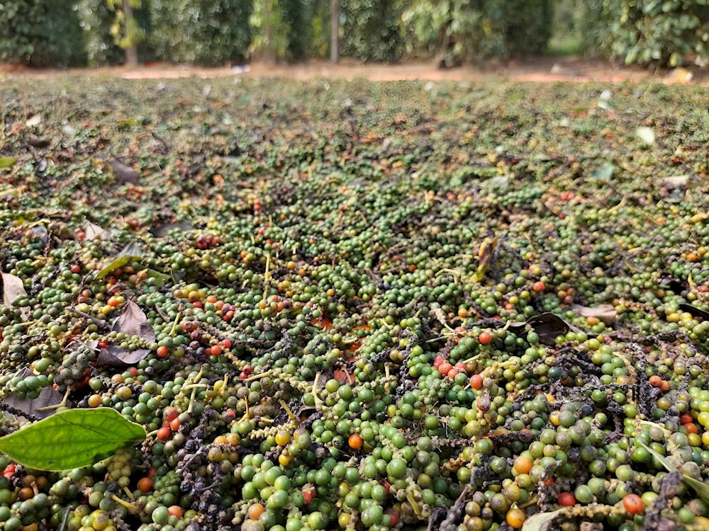 Duc Thanh is known for cultivating white, black, and red peppercorns with care and tradition